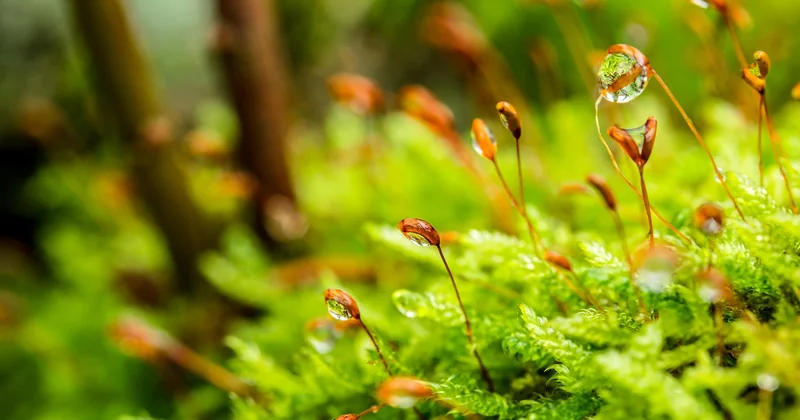 What is water conservation, in simple words?