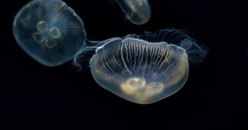 Ocean Acidification: Causes and Effects on Marine Life Explained