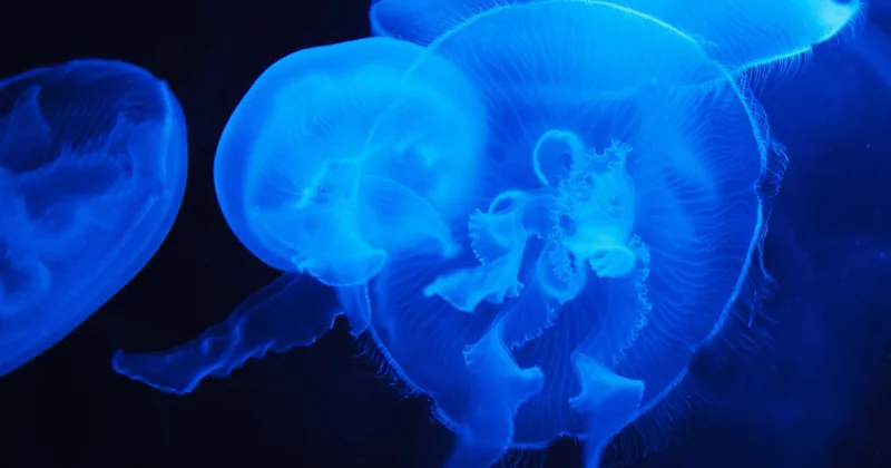 Which marine animals are hit first, and hardest